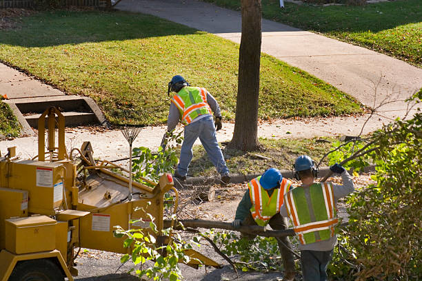 Best Tree Cabling and Bracing  in Glendale, WI